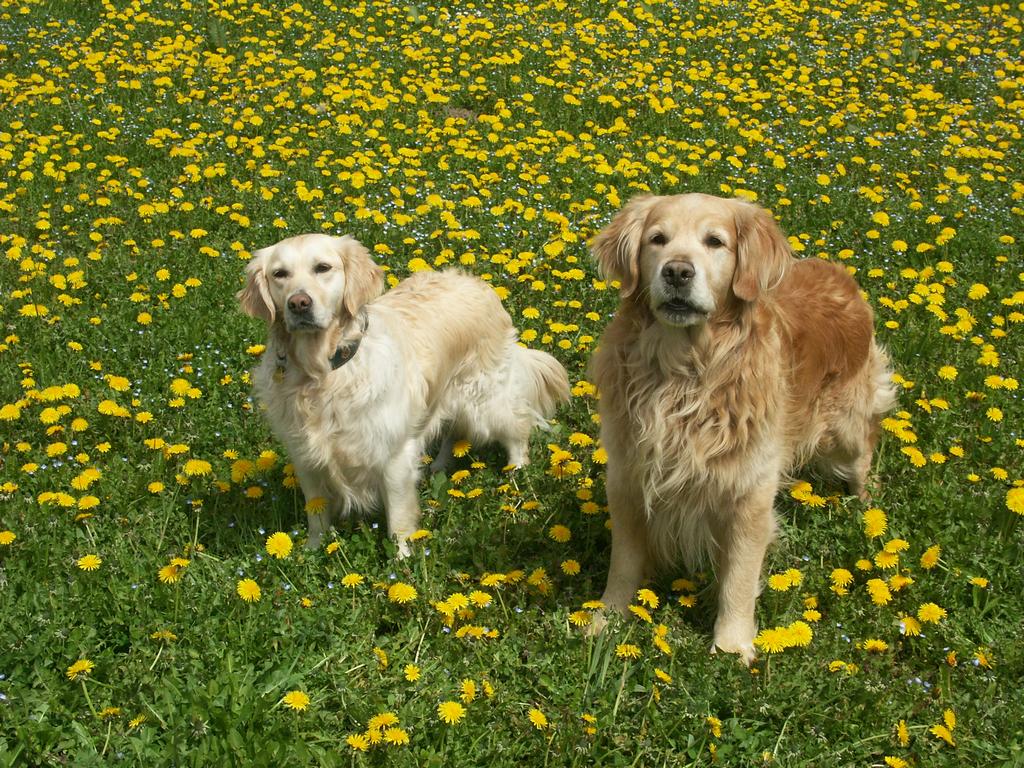 {Clic pour voir plus grand}