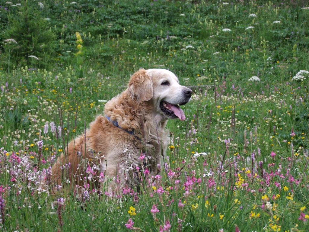 Clic pour voir l'image suivante