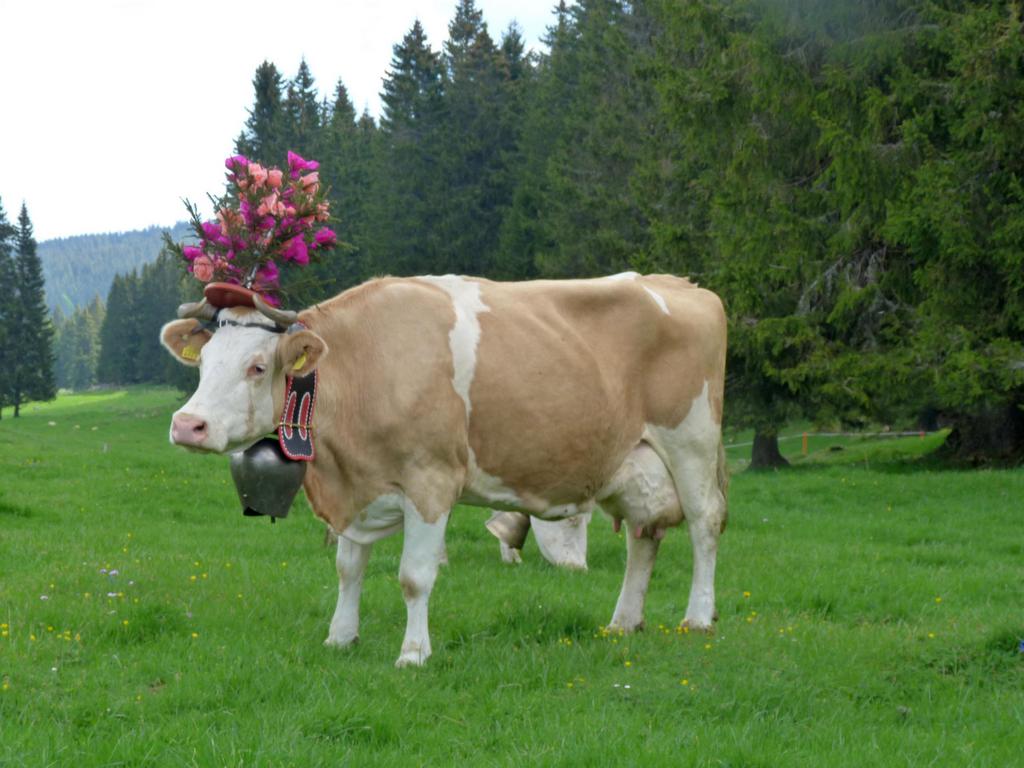 Clic pour l'image suivante