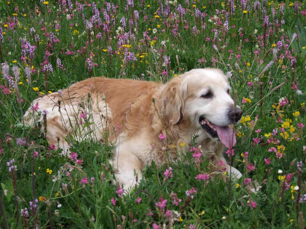 Clic pour voir l'image suivante